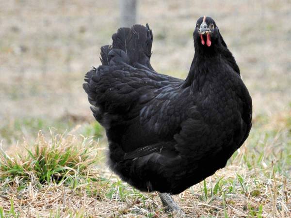 Tìm hiểu ý nghĩa giấc mơ thấy gà đen dự báo lành hay xui sắp tới?