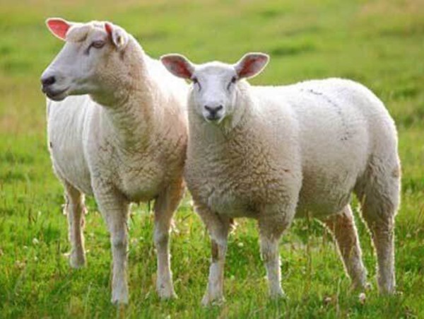 Mơ thấy con cừu ăn cỏ có thể là một dấu hiệu tích cực