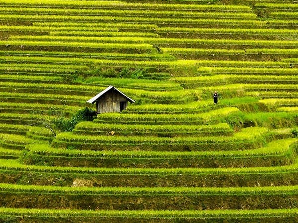 Giải mã tình cờ thấy cánh đồng có con số nào may mắn?