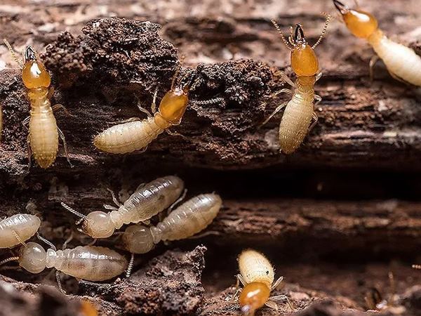 Bắt gặp con mối - Điềm báo về những mất mát tài chính?