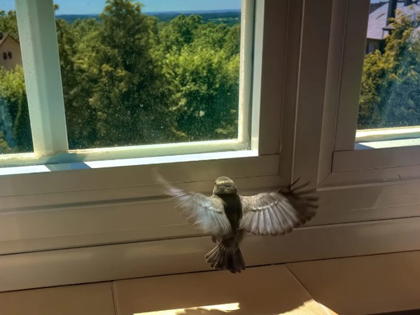 Nhìn thấy chim bay vào nhà nhiều điềm báo tâm linh