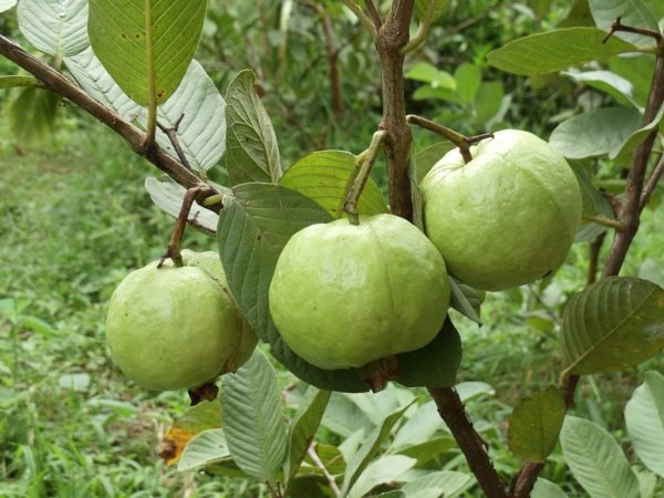 Bất ngờ đón lộc lớn khi đi đường nhìn thấy cây ổi