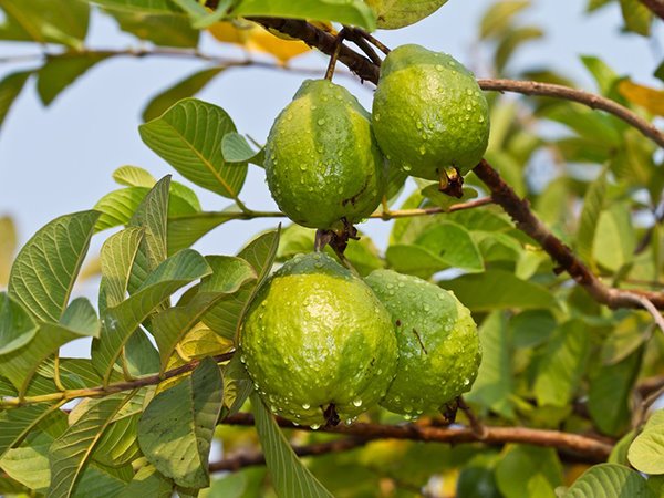 Bất ngờ đón lộc lớn khi đi đường nhìn thấy cây ổi