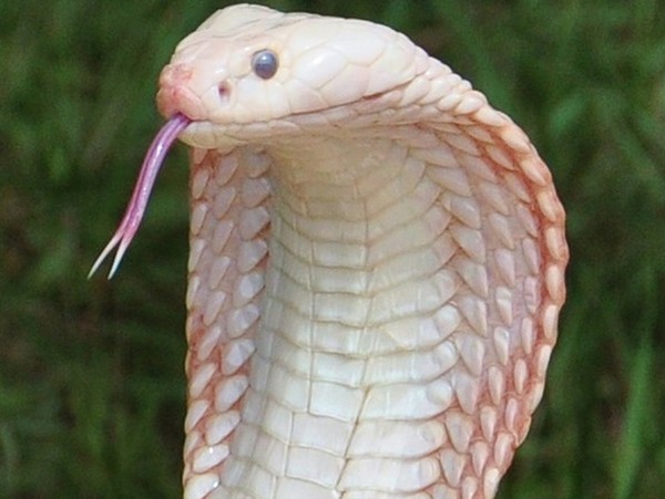 Vào rừng thấy rắn trắng ám ảnh với điềm gì?