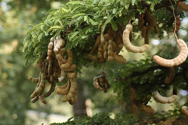 Đi đường nhìn thấy cây me liệu có mang đến vận may?
