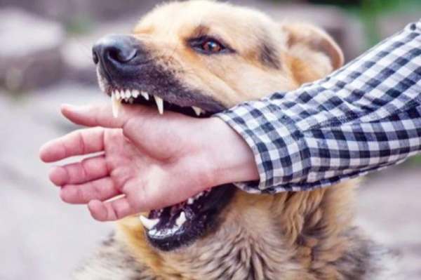 Điềm báo gì về tài lộc Điềm báo gì về tài lộc khi bất ngờ thấy chó cắn tay