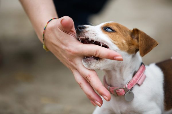 Bị chó cắn tay nhưng không chảy máu