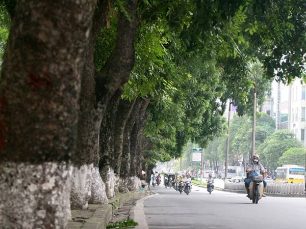 Thấy cây xà cừ hay xuất hiện con số may mắn nào 2