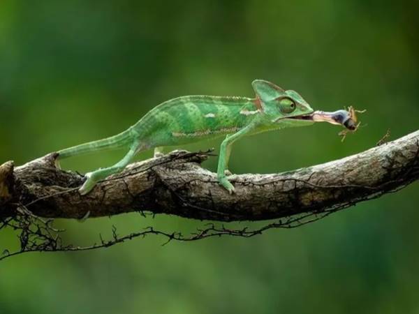 Đi tìm con số may mắn khi thấy tắc kè trong hôm nay 2