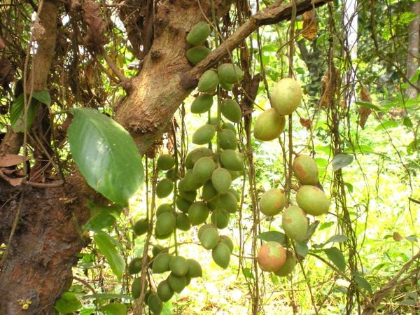 Đi đường thấy dâu da xanh thường có ý nghĩa gì thú vị