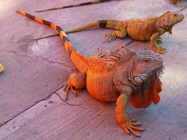 Ngẫu nhiên thấy kỳ nhông may mắn hay thử thách sắp tới