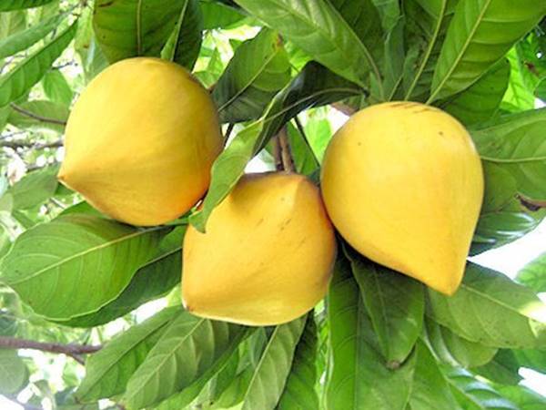 Thấy cây trứng gà thường hay xuất hiện con số may mắn nào