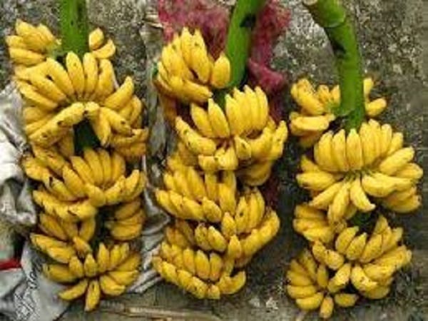 Nằm mơ thấy buồng chuối chín vàng trên cây có ý nghĩa gì?