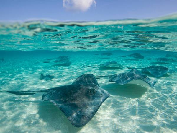 Đại diện cho trực giác và chiều sâu nội tâm Đại diện cho trực giác và chiều sâu nội tâm