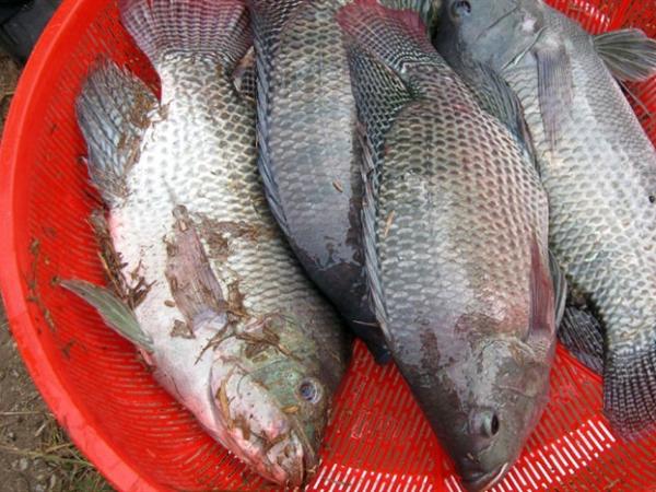 Cá rô phi trong phong thủy có ý nghĩa gì?