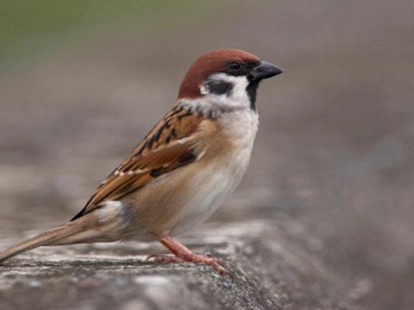 Con chim sẻ số mấy và ý nghĩa phong thủy trong đời sống