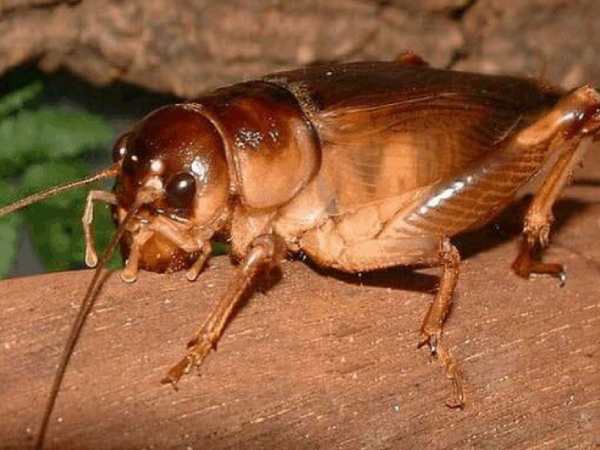 Con dế vào nhà hên hay xui?