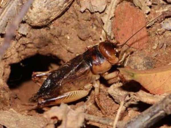 Con dế số mấy? Giải mã ý nghĩa và con số may mắn liên quan Con dế số mấy? Giải mã ý nghĩa và con số may mắn liên quan