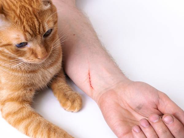 Nằm mơ thấy mèo cào là điềm tốt hay xấu, số gì lộc lá? Nằm mơ thấy mèo cào là điềm tốt hay xấu, số gì lộc lá?