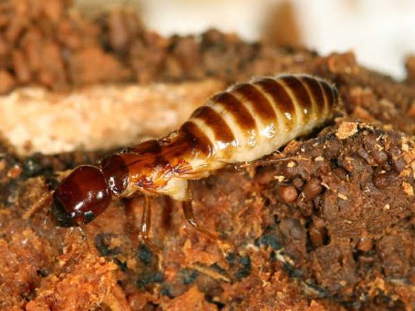 Con mối số mấy, biểu tượng may mắn và con số liên quan?