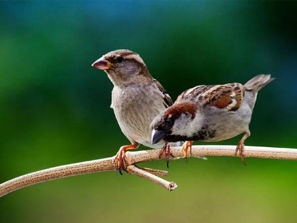  Chim sẻ số mấy theo quan niệm dân gian và ứng dụng