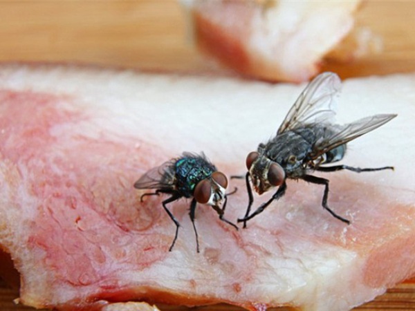 Con ruồi số mấy số bao nhiêu? Khám phá ý nghĩa con ruồi