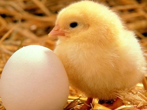 Giải đáp con gà con số mấy theo quan niệm dân gian?