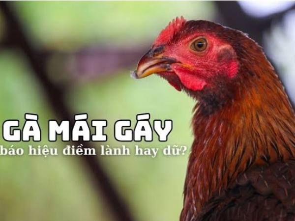 Góc nhìn khoa học về hiện tượng gà mái biết gáy