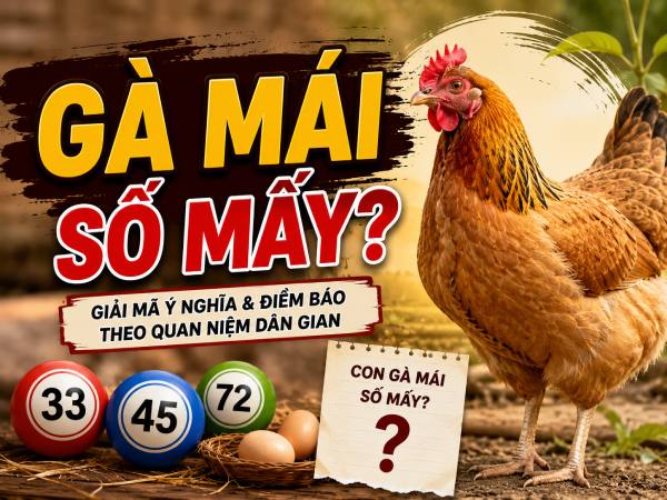 Giải đáp gà mái số mấy, gà mái biết gáy có phài điềm xui Giải đáp gà mái số mấy, gà mái biết gáy có phài điềm xui